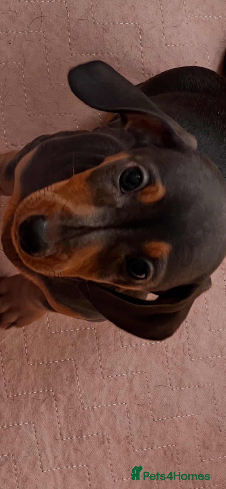 Dachshund dogs Miniature Dachsund Puppies - Advert 1