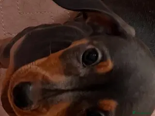 Dachshund dogs Miniature Dachsund Puppies - Advert 1