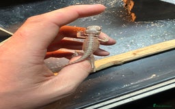 Bearded Dragon reptiles for sale: Beautiful bearded dragon babies for sale £100 - Image 2