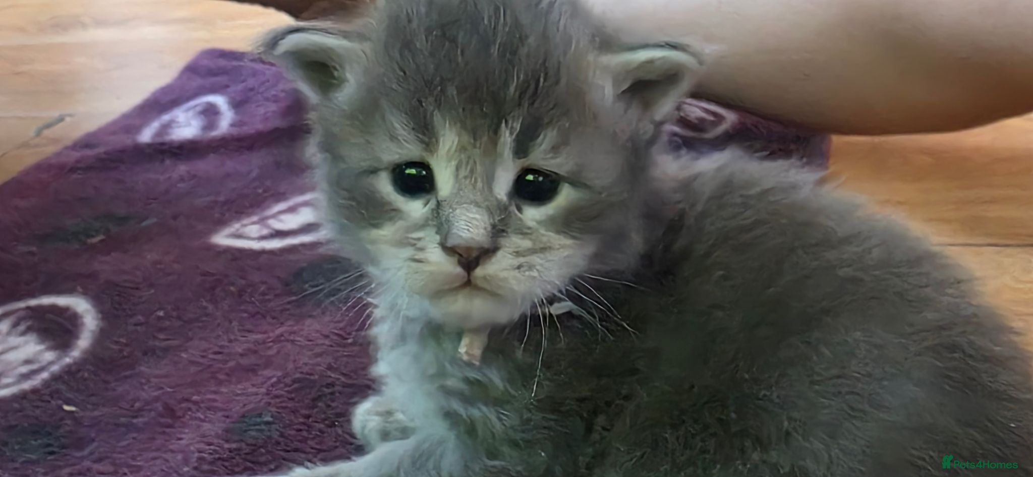 Maine Coon cats Stunning maincoon litter  - Advert 1