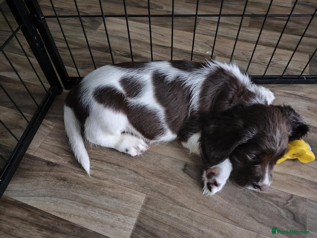 English Springer Spaniel dogs for sale: 🐾Beautiful KC Registered ES Spaniel Puppies🐾 - Image 21