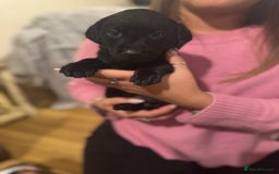 Labrador Retriever dogs for sale: Outstanding Litter of KC registered Labradors  - Image 12