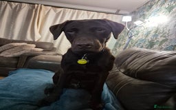 Labrador Retriever dogs for stud: Chocolate labrador for stud  in Loughborough - Image 2