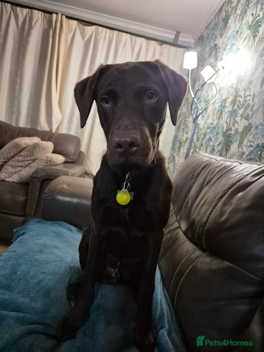 Labrador Retriever dogs for stud: Chocolate labrador for stud  in Loughborough - Advert 2