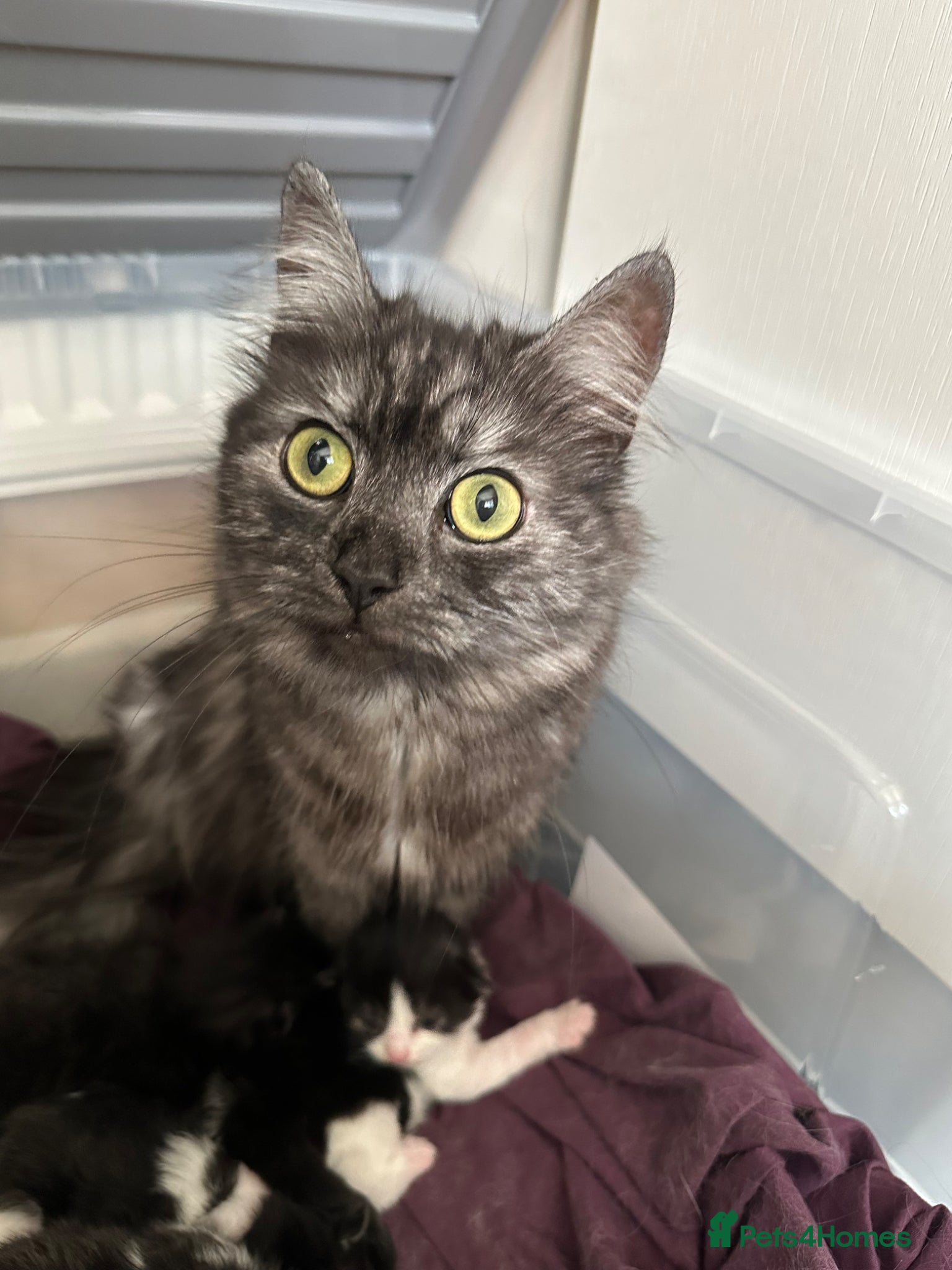 Mixed Breed cats Maine coon X - Advert 1