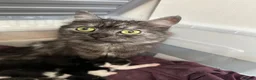 Mixed Breed cats for sale: Maine coon X in Fordingbridge - Advert 1