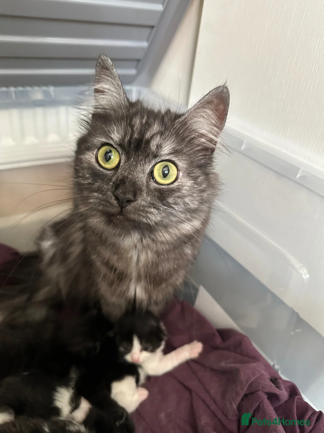 Mixed Breed cats for sale: Maine coon X in Fordingbridge - Advert 1