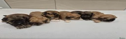 Shih Tzu dogs for sale: Shih Tzu Puppies - Advert 3