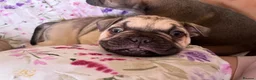 Mixed Breed dogs for sale: 6 lovely oripei cross fenchie puppies  - Advert 22