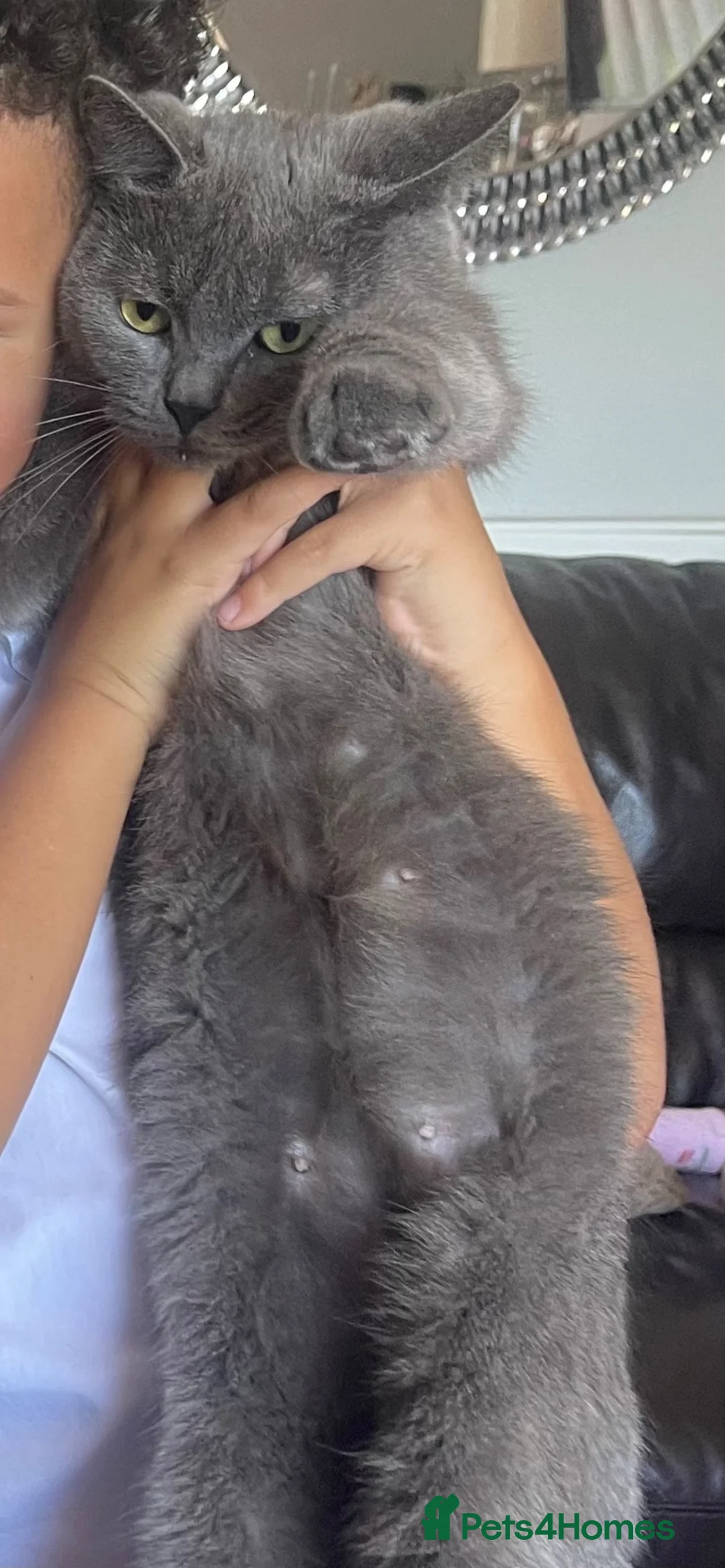 British Shorthair cats for sale: Beautiful British Shorthair🤍 in Rowley Regis - Advert 2