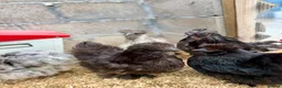 Chickens poultry for sale: Hatching Eggs🐣USA Bearded Silkies,Brahmas,Vorwerk - Advert 29