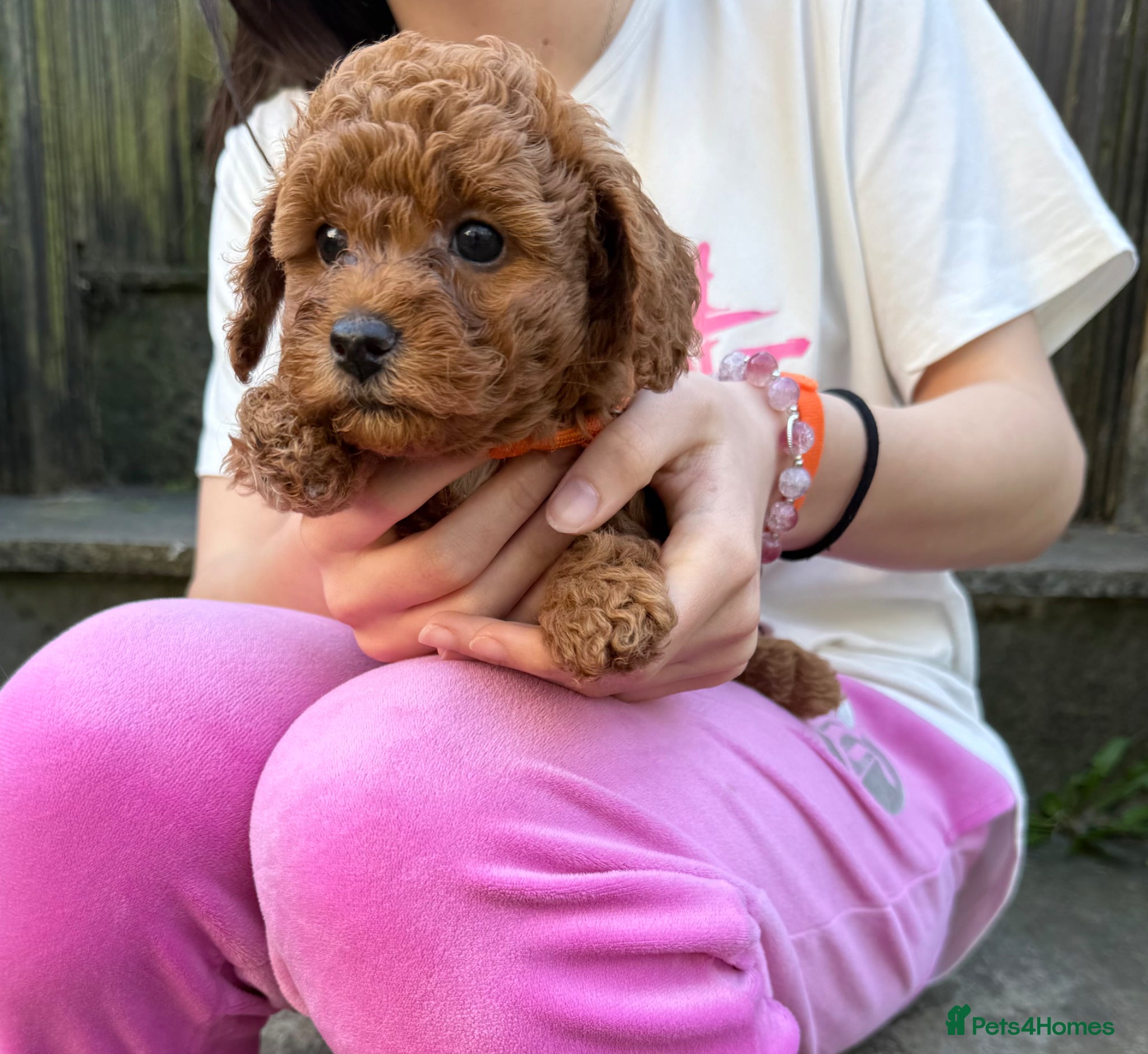 Cavapoo dogs Gorgeous Cavapoo Puppies for Sale – Ready Soon! - Advert 1