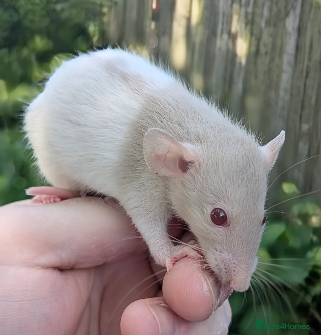 Rat rodents for sale: Baby rats various breeds available - Advert 11