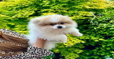 Pomeranian dogs - Advert 3