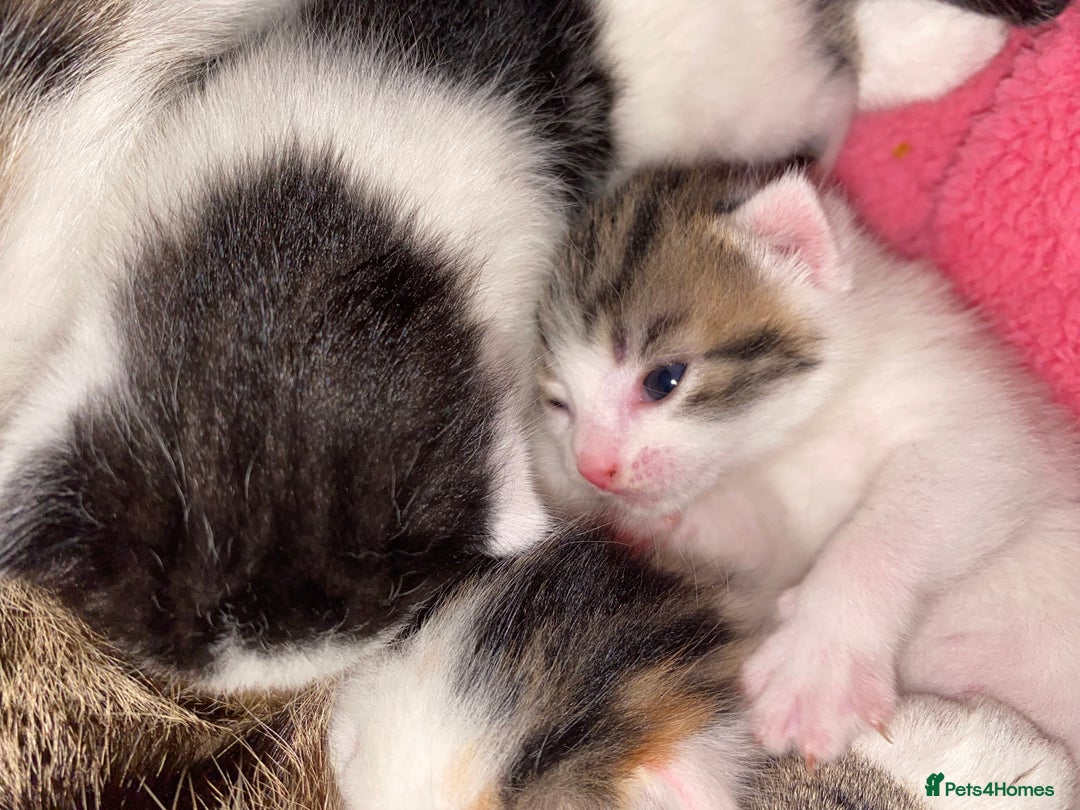 British Shorthair cats for sale: Beautiful baby kittens ready 23rd Dec - Advert 18