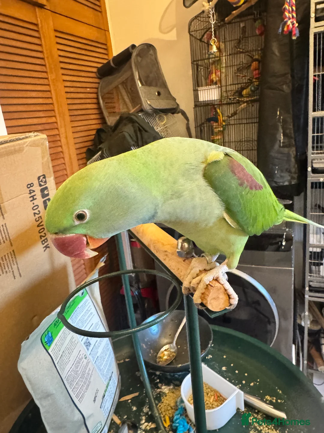 Parakeets birds for sale: DNA Certified Alexandrine Male Baby - Advert 7