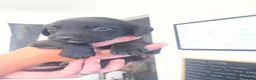 Springador dogs for sale: Mixed breed Springador puppies - Advert 6