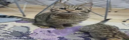 Bengal cats for sale: Adorable male mixed bengal and a female kittens - Advert 1