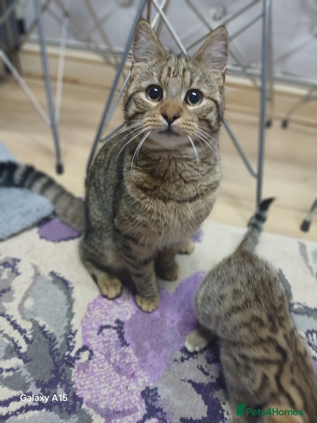 Bengal cats for sale: Adorable male mixed bengal and a female kittens - Advert 1