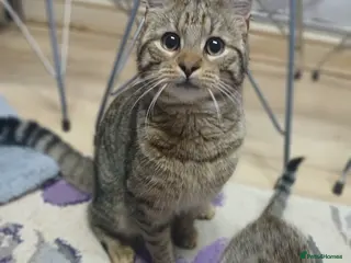 Bengal cats for sale: Adorable male mixed bengal and a female kittens - Advert 2