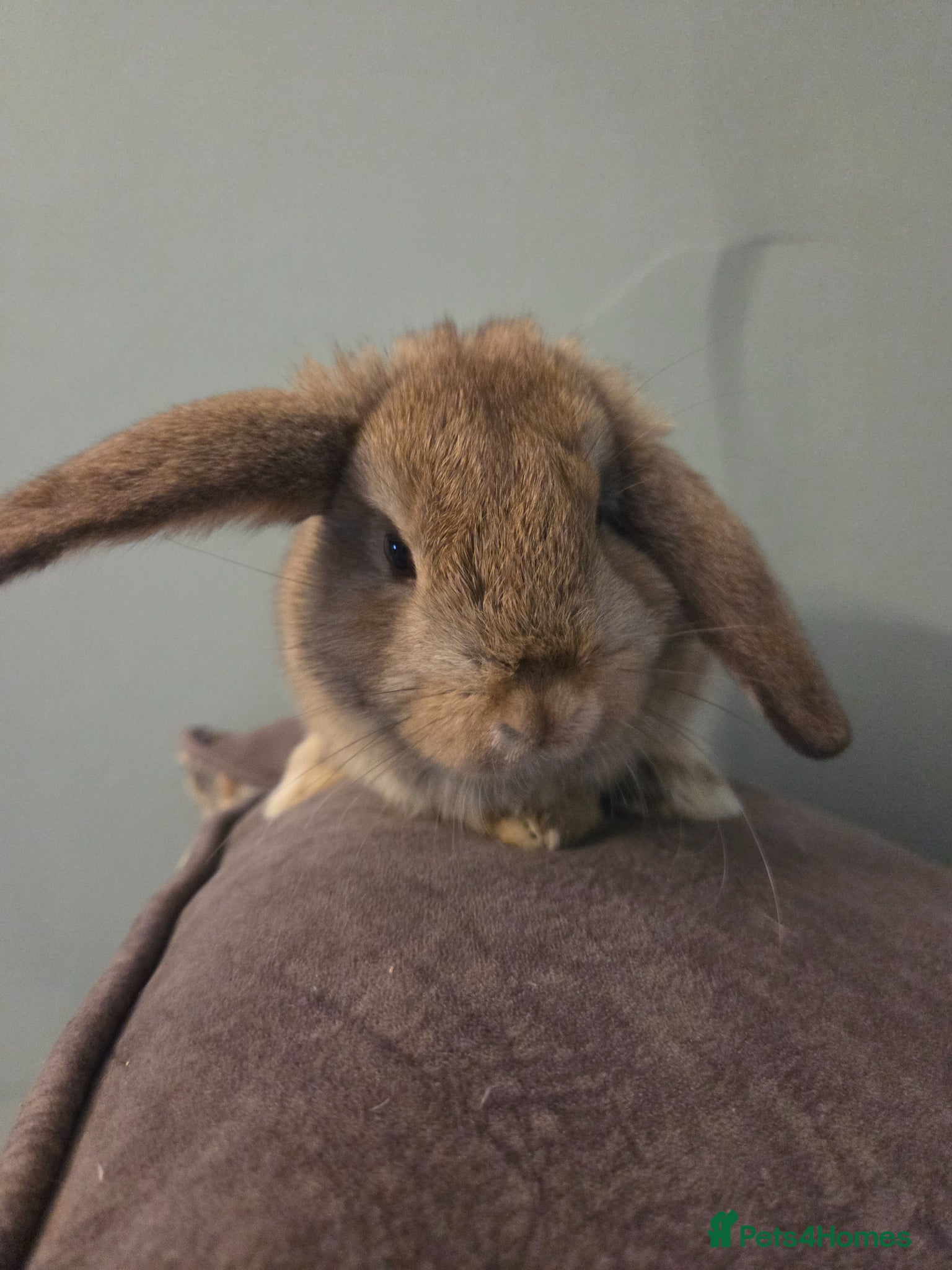 Mini Lop rabbits Mini lop rabbits ready now 2 left - Advert 2