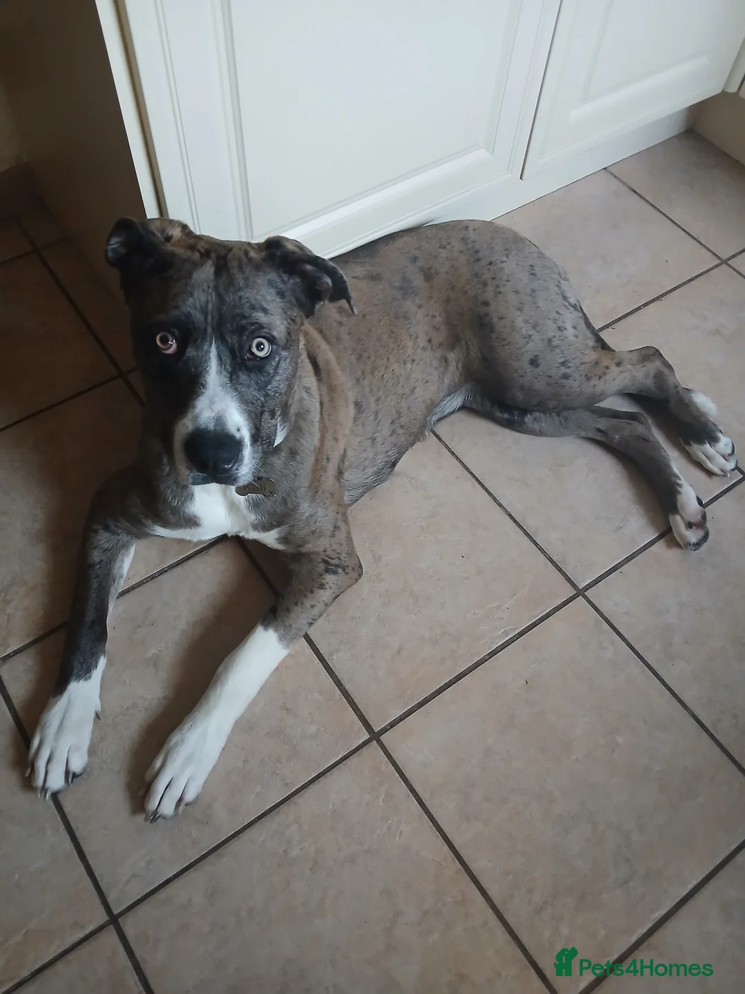 Mixed Breed dogs for sale: 10 month old Catahoula mix - Advert 1
