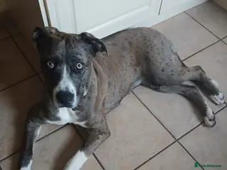 Mixed Breed dogs 10 month old Catahoula mix - Advert 1