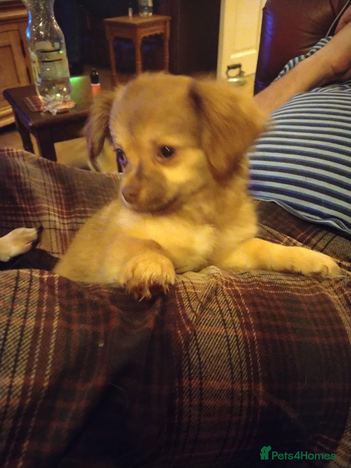 Chihuahua dogs Chihuahua Boy - Ready for loving home - Advert 6