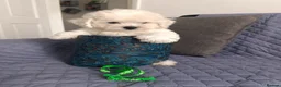 Bichon Frise dogs for sale: Bishon frise - Advert 5