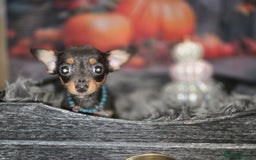 Mixed Breed dogs for sale: Pomweenies 💕💕 - Image 17