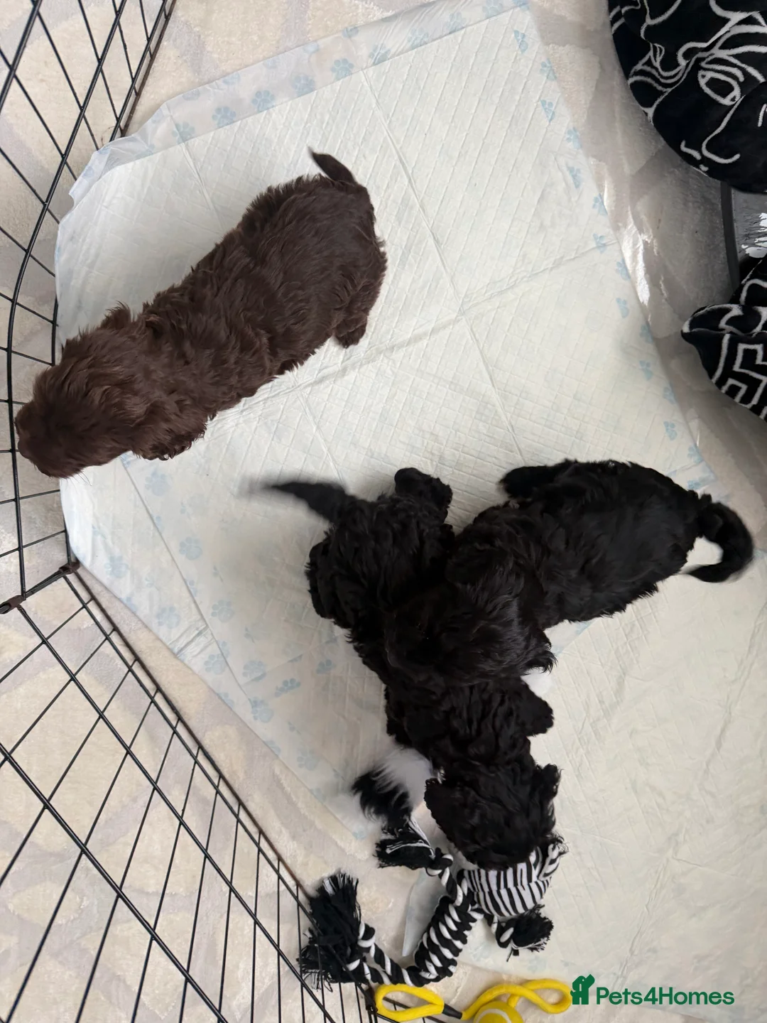 Cockapoo dogs for sale: CockerPoo  - Advert 10