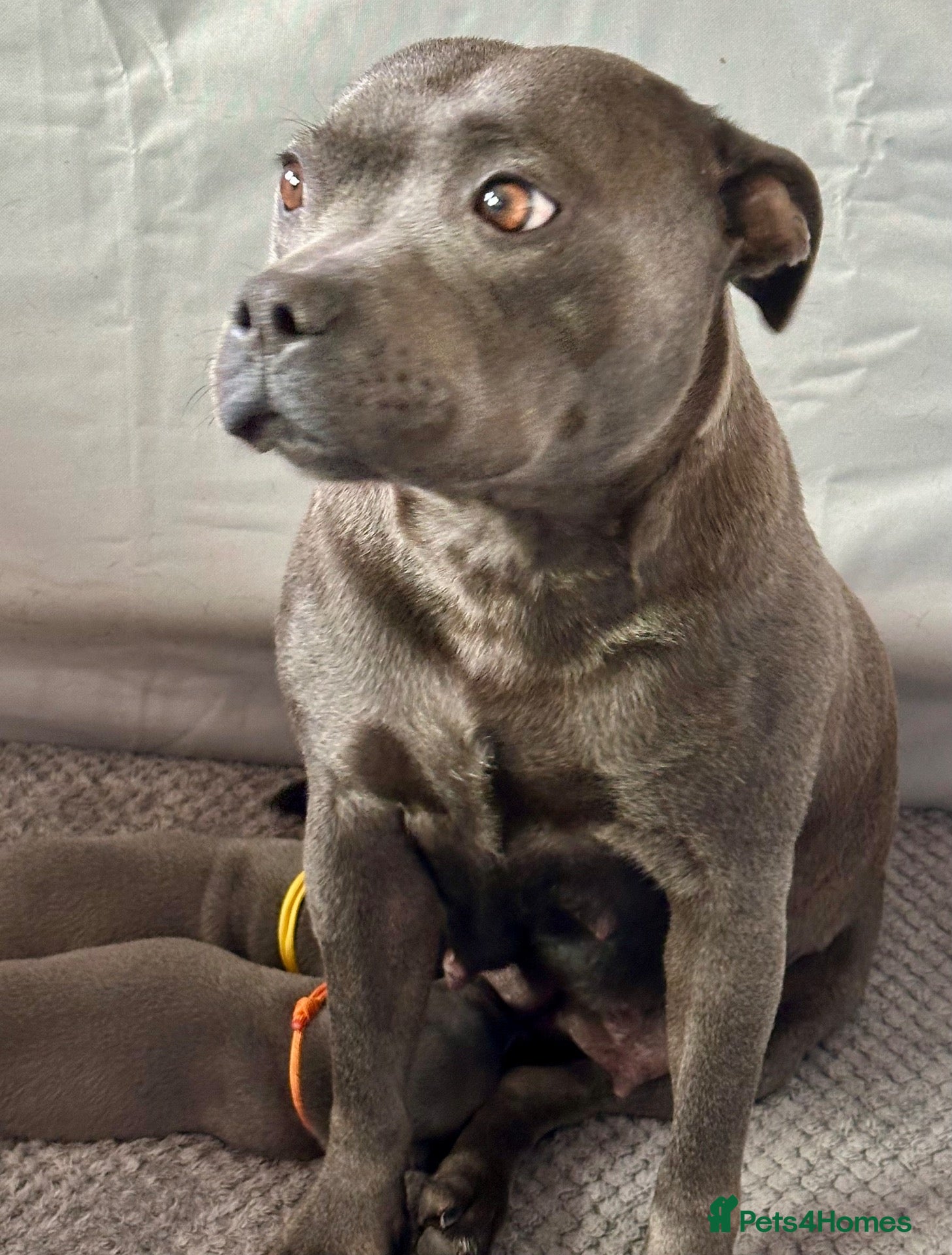 Staffordshire Bull Terrier dogs  KC Registered Blue Staffy Puppies - Advert 1