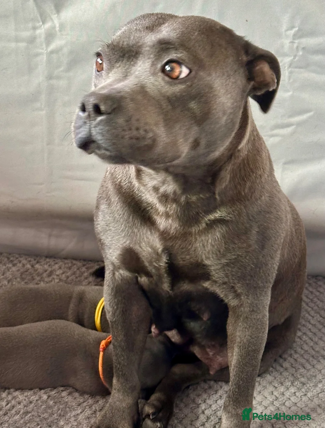 Staffordshire Bull Terrier dogs for sale:  KC Registered Blue Staffy Puppies - Advert 1