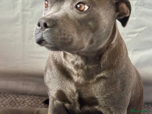Staffordshire Bull Terrier dogs KC Registered Blue Staffy Puppies - Advert 1