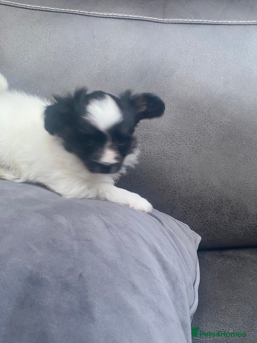 Papillon dogs for sale: Beautiful papillon girls - Advert 13