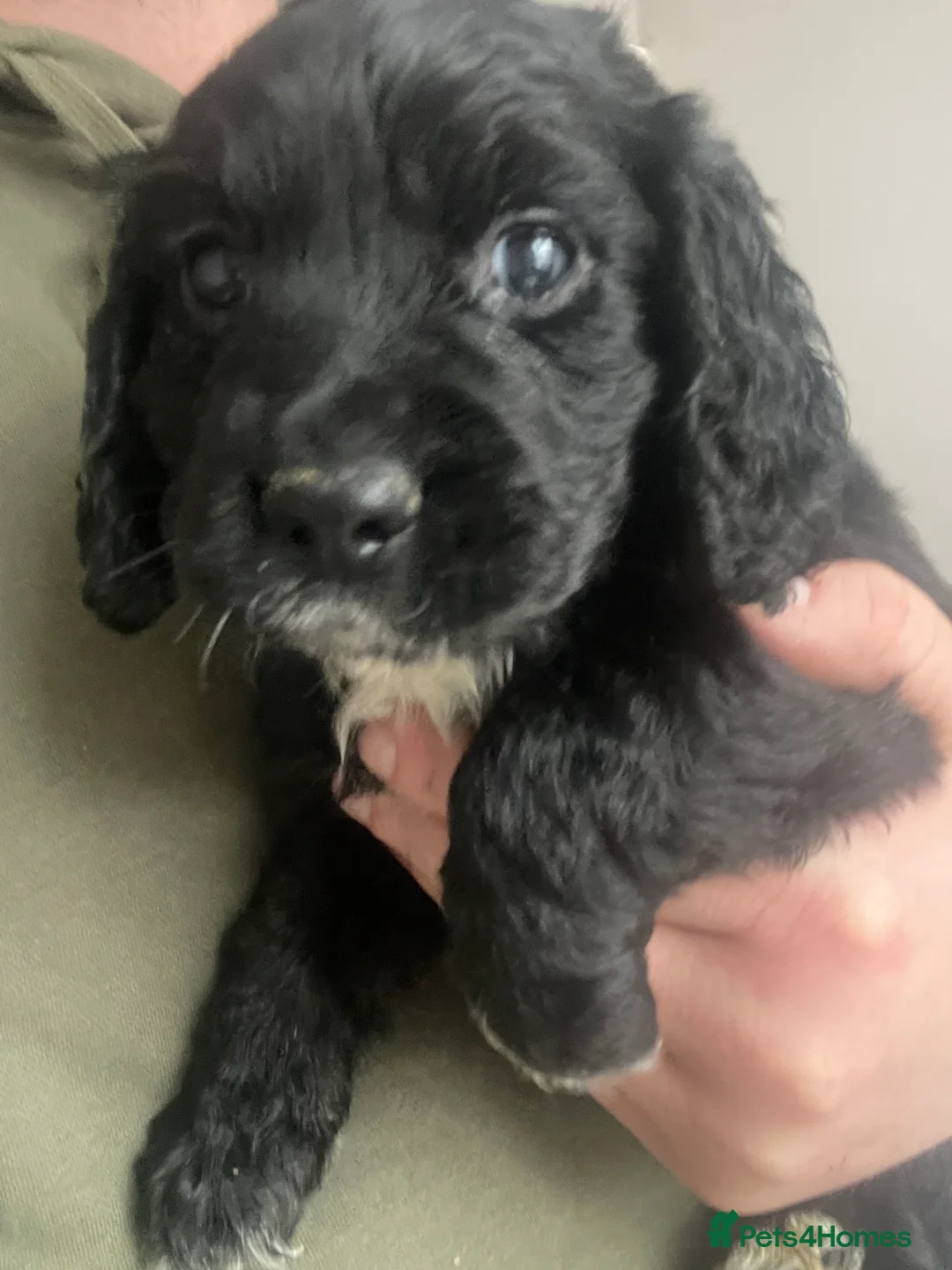 Cocker Spaniel dogs for sale: Beautiful working cocker spaniel puppies - Advert 11