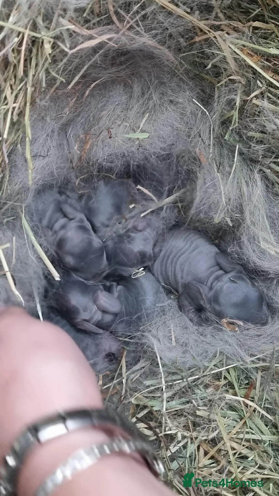 Mini Lop rabbits for sale: Lilac Blue Mini lop babies! 🐰 - Advert 5