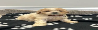 Cavapoo 4