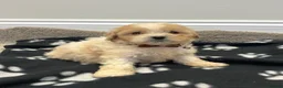 Cavapoo dogs for sale: Extensively health tested Cavapoo puppy’s  - Advert 8