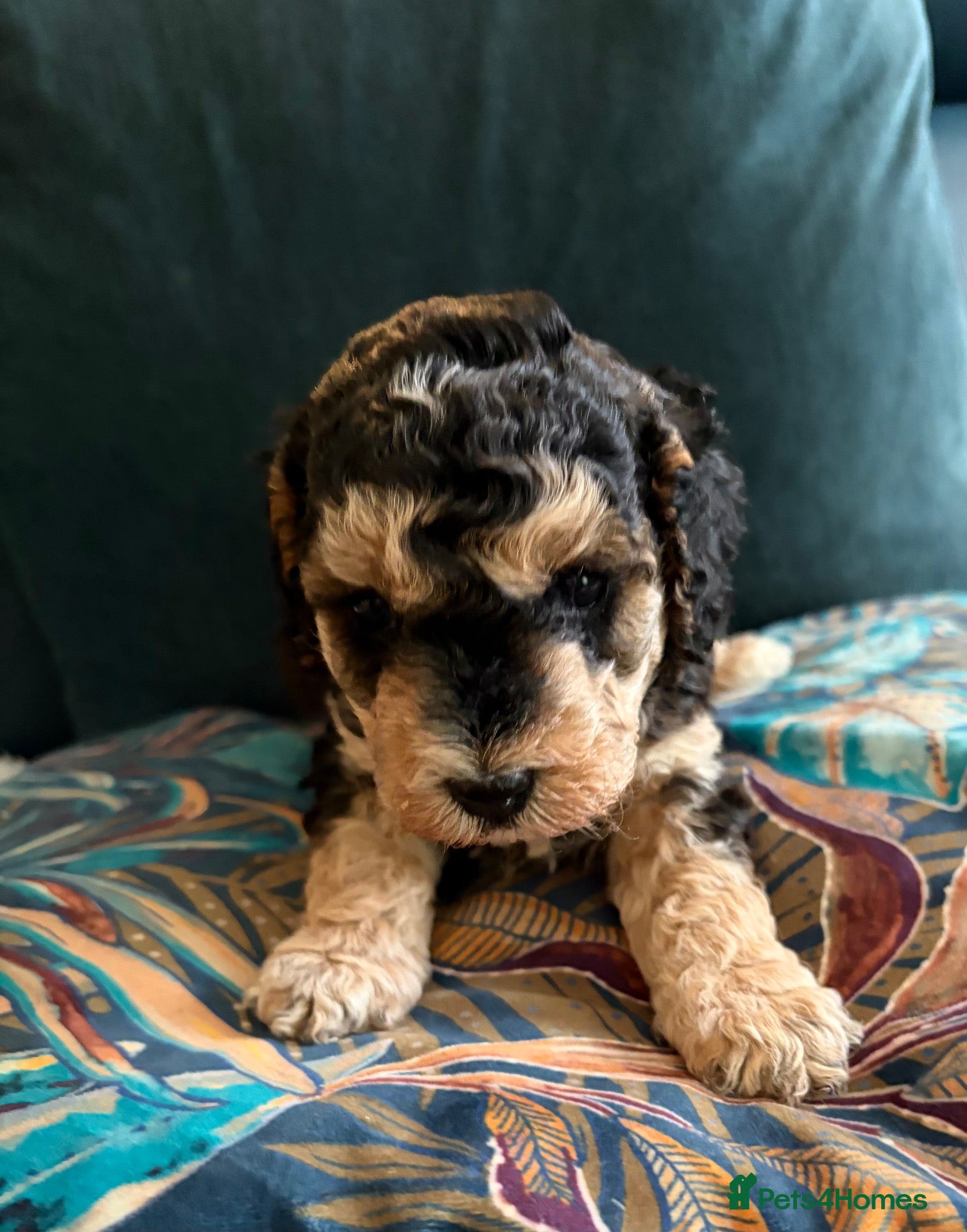Cockapoo dogs Rare Chocolate Merle, Phantoms,Teddybear Girls | - Advert 1