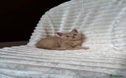 British Shorthair cats for sale: OUTSTANDING GCCF + HEALTH TESTED BSH + BLH KITTENS - Image 33