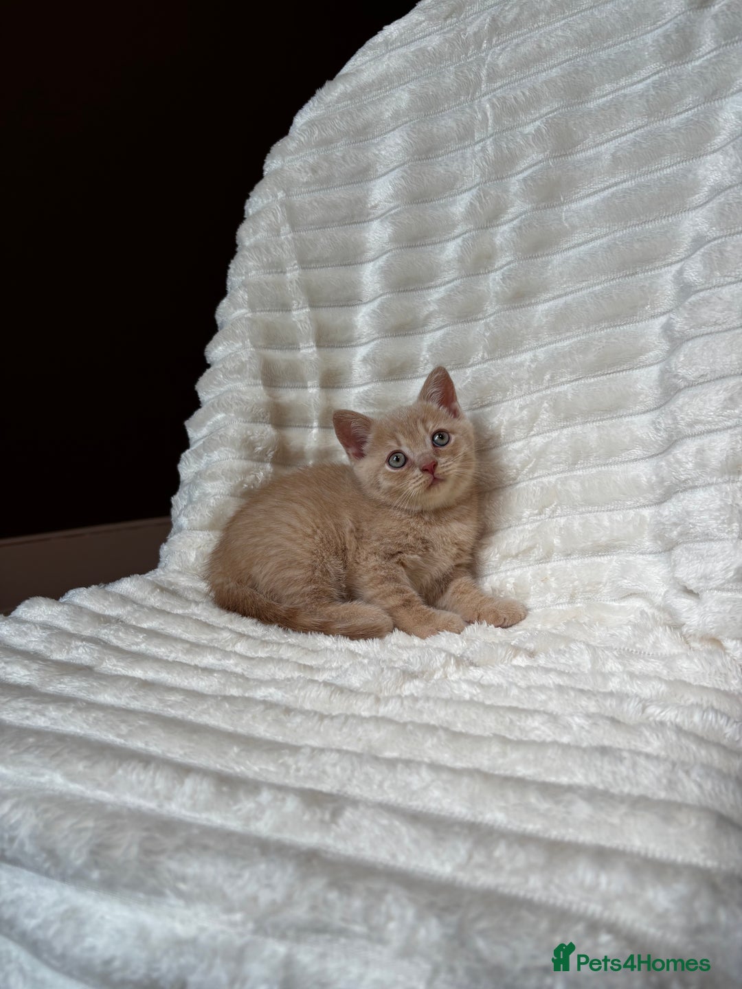 British Shorthair cats for sale: OUTSTANDING GCCF + HEALTH TESTED BSH + BLH KITTENS - Image 33