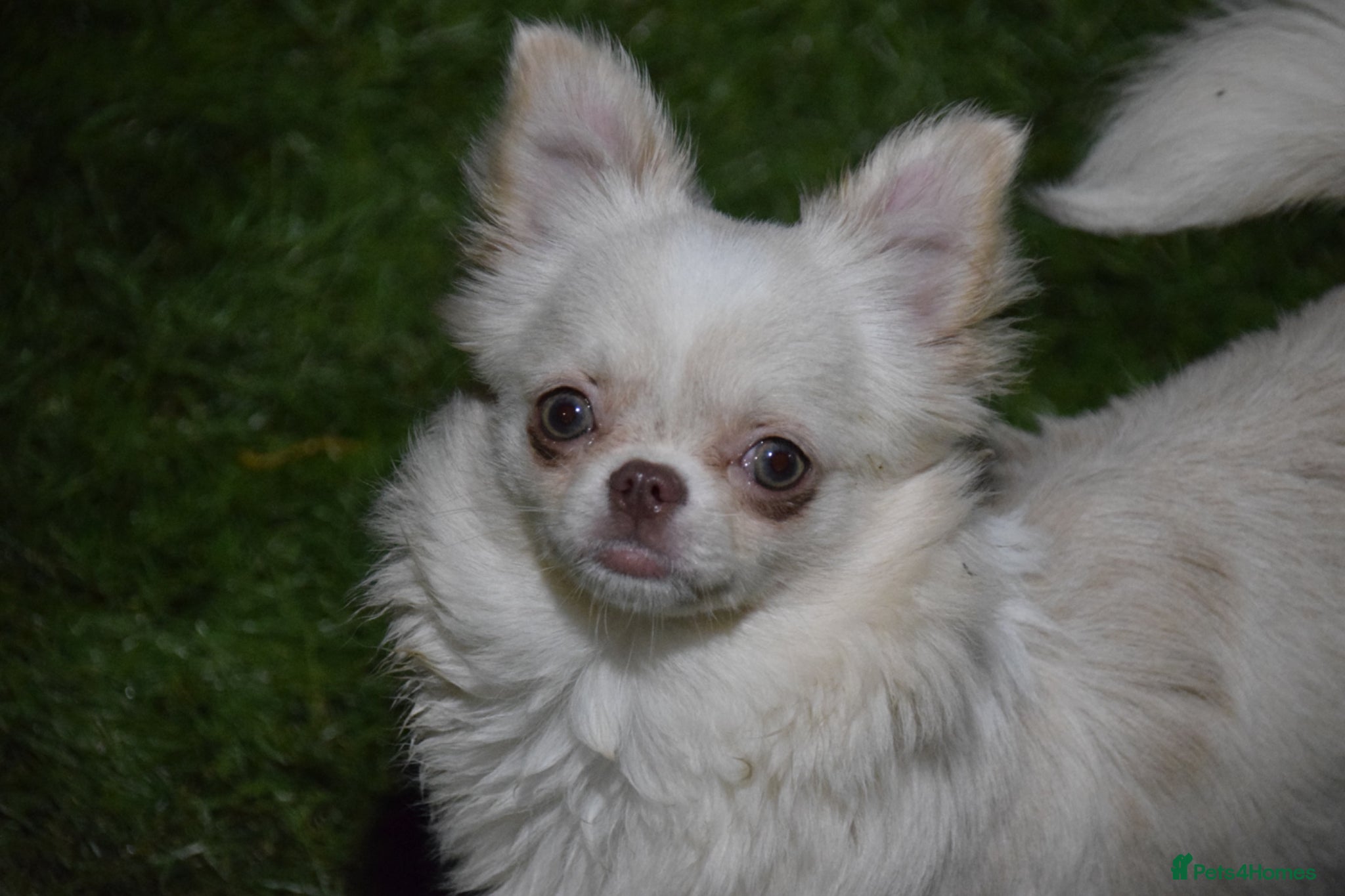 Chihuahua dogs Gorgeous Long Coat Chihuahua Girl - Advert 1