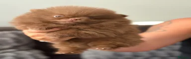 Pomeranian 2