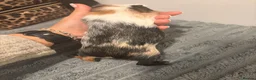 Guinea Pig rodents for sale: Female guinea pig  - Advert 4