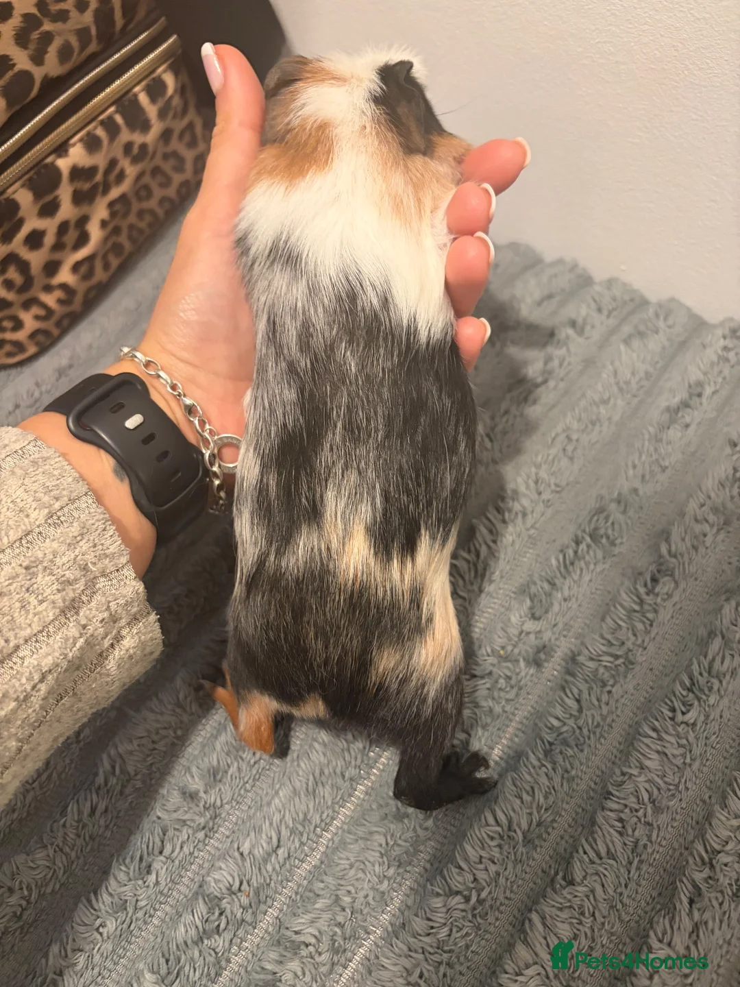 Guinea Pig rodents for sale: Female guinea pig  - Advert 4