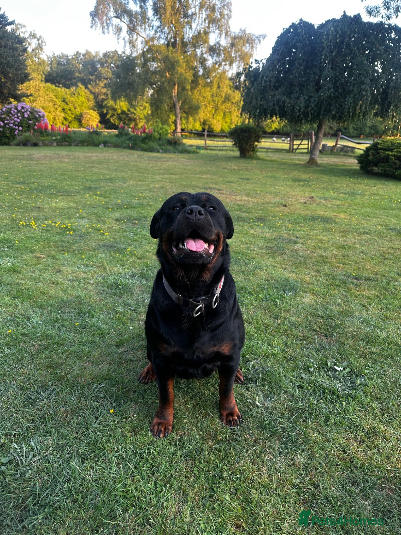 Rottweiler dogs High Quality Large Rottweiler Puppies  - Advert 18