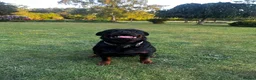 Rottweiler dogs for sale: High Quality Large Rottweiler Puppies  - Advert 1