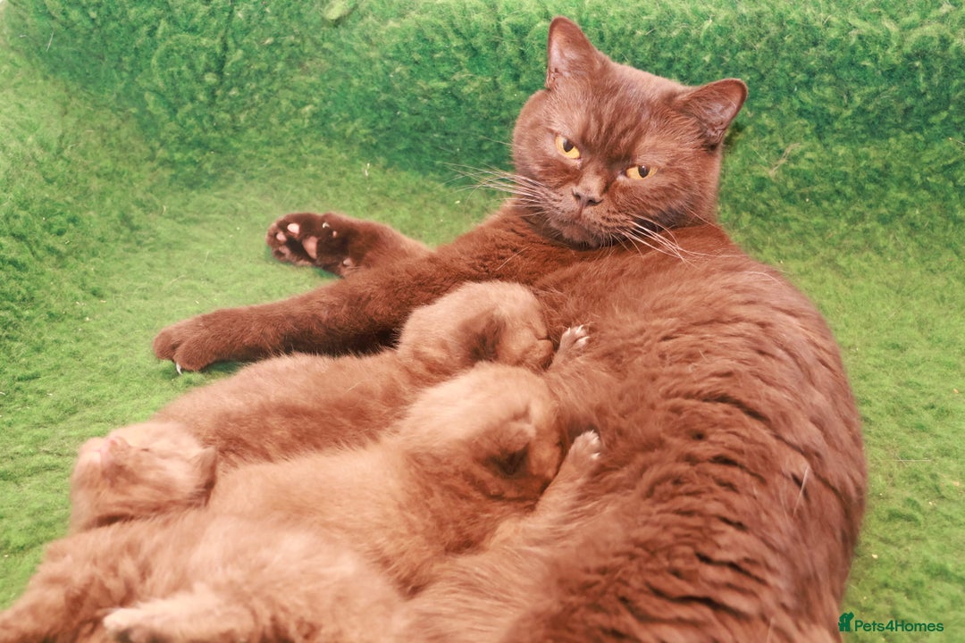 British Shorthair cats for sale: TICA Reg Chocolate Boys - Image 9
