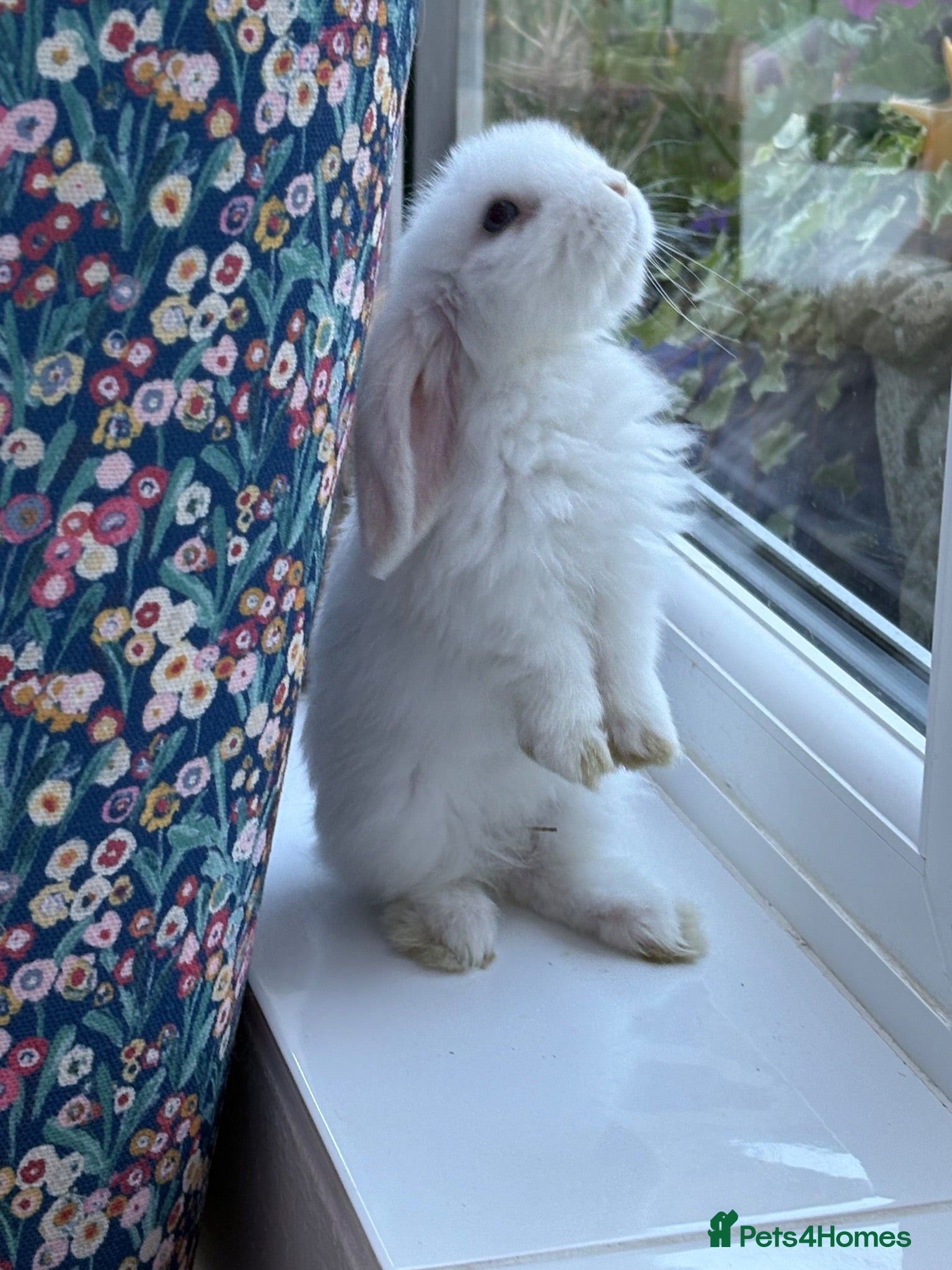 Mini Lop rabbits Mini lops-raised indoors  - Advert 1
